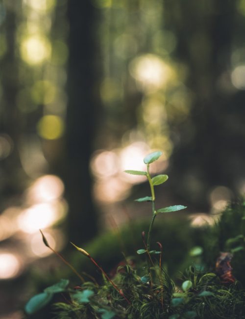 nina-plobner-RD9-Q0vhq8I-unsplash